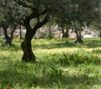 Garden of Gethsemane